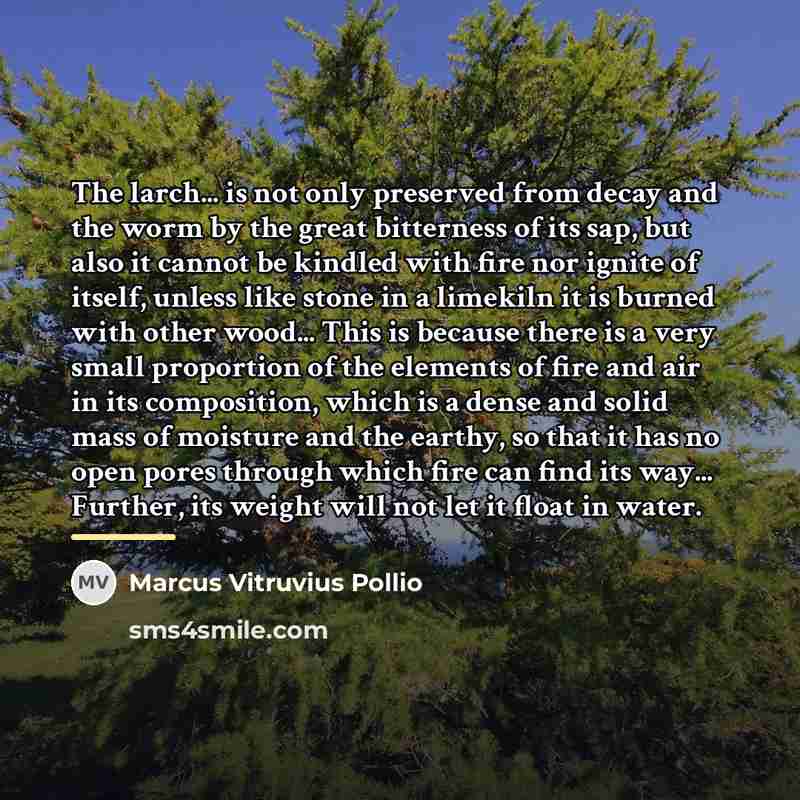“The larch... is not only preserved from decay and the…” quote by Marcus Vitruvius Pollio