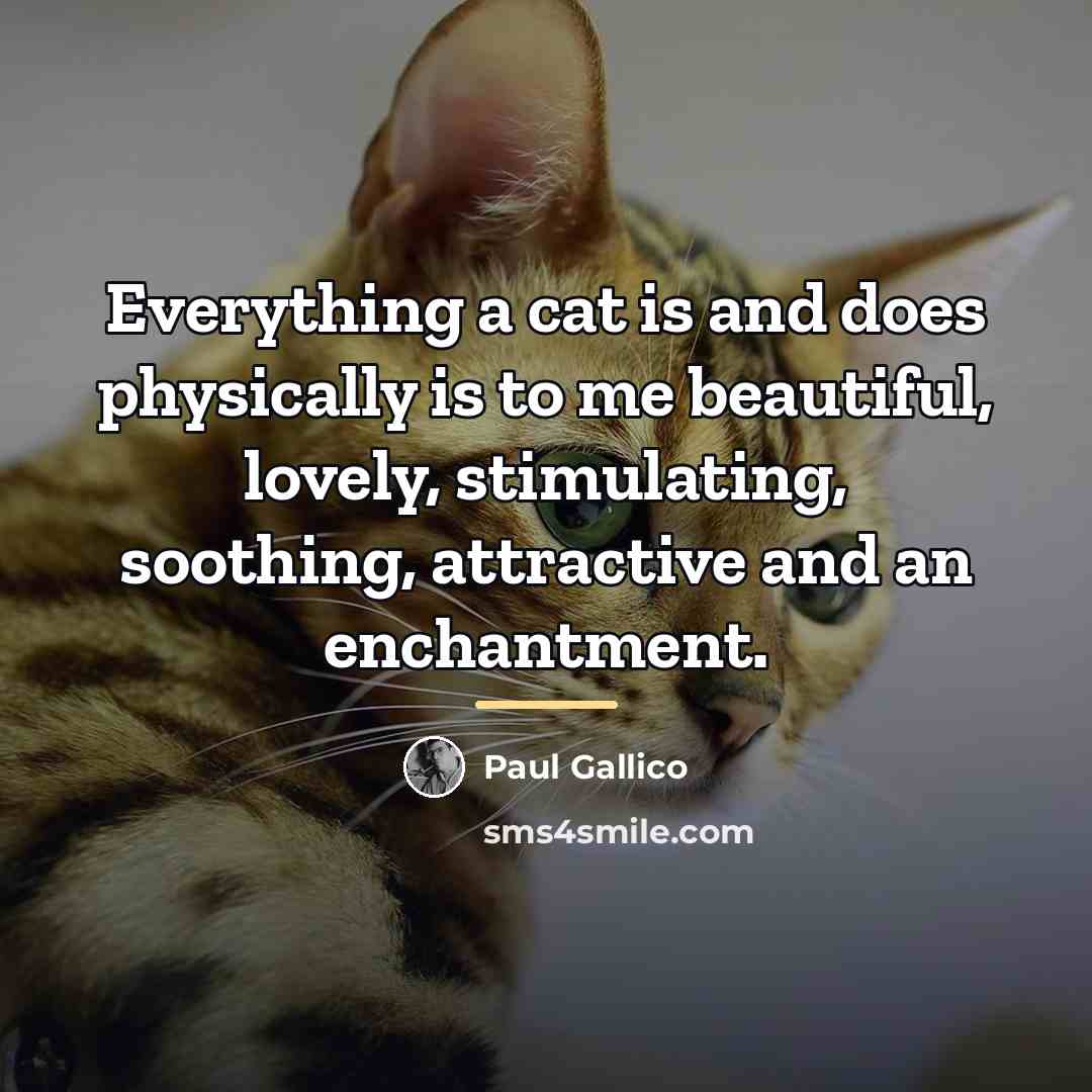 “Everything a cat is and does physically is to me…” quote by Paul Gallico