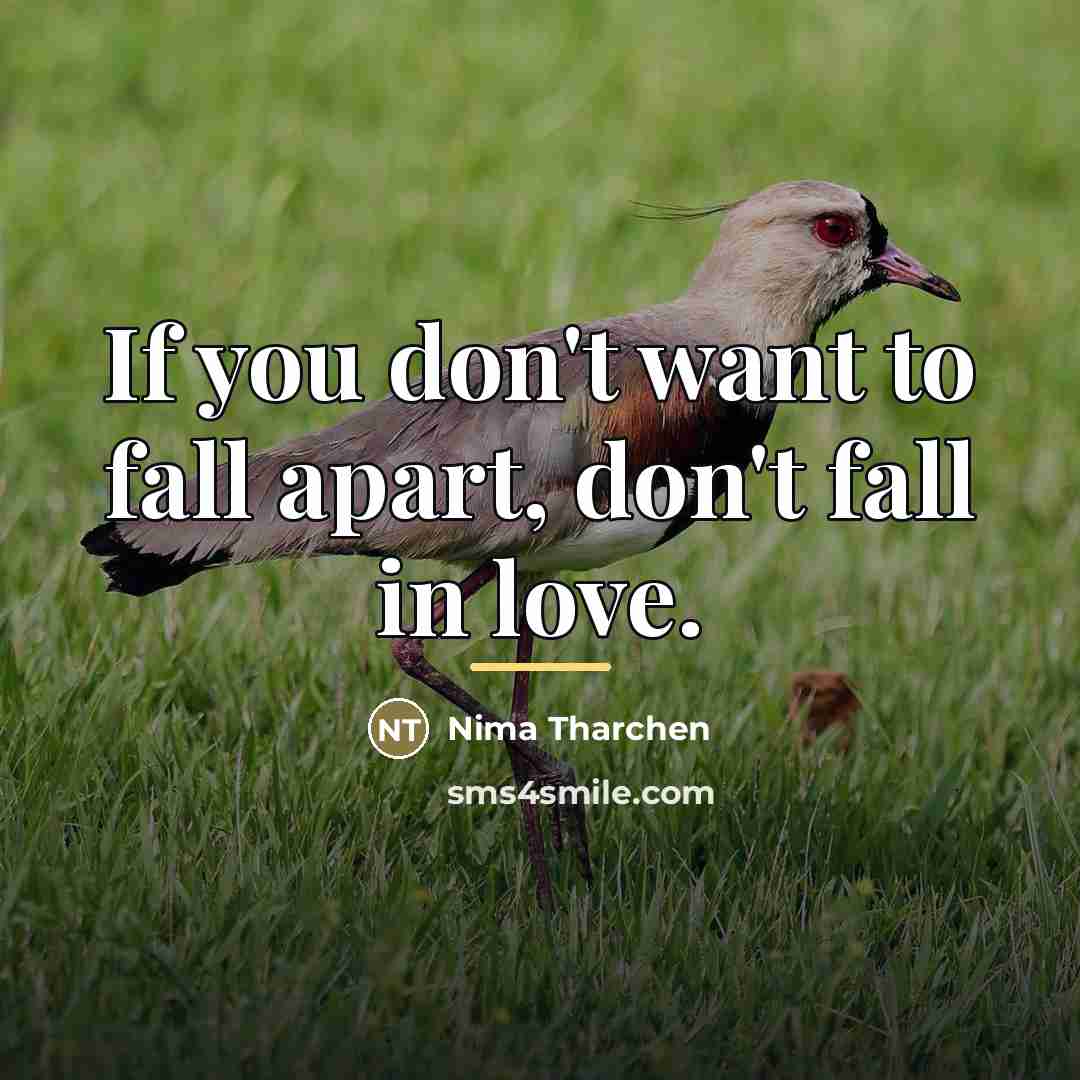 “If you don't want to fall apart, don't fall in…” quote by Nima Tharchen