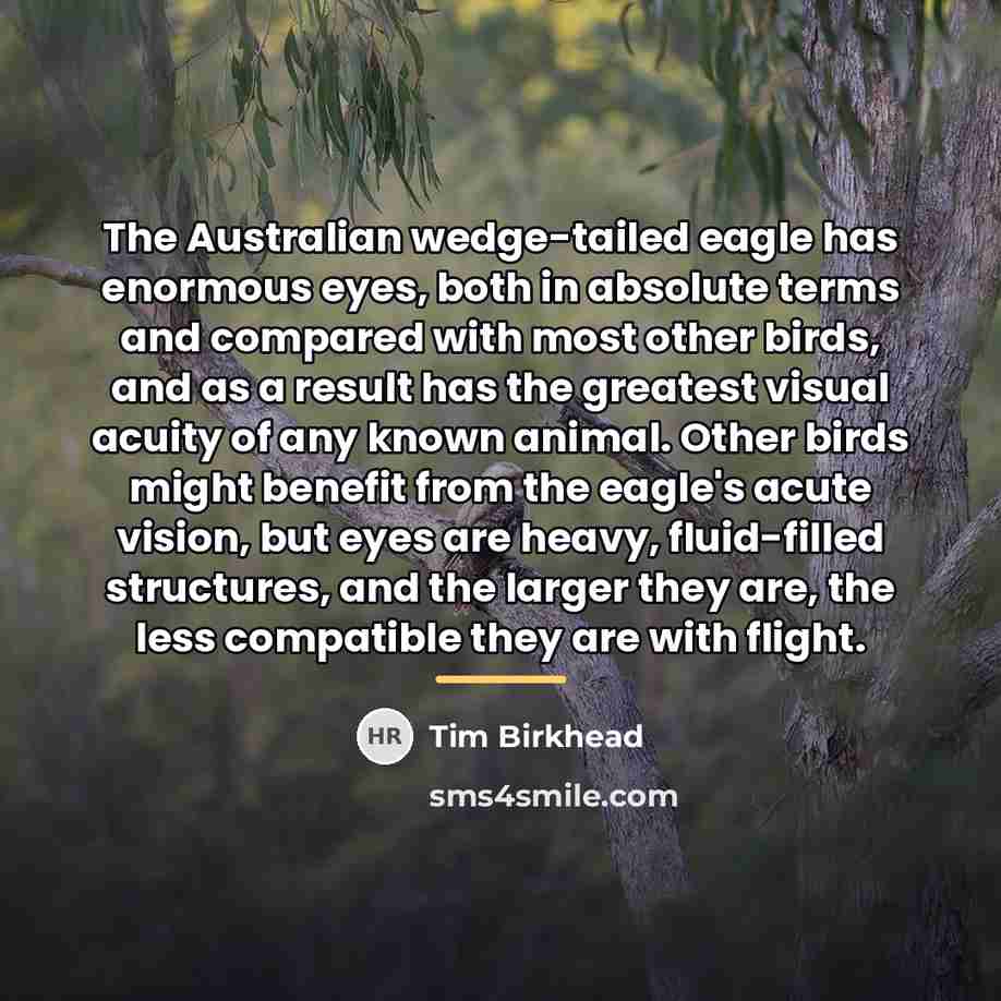 “The Australian wedge-tailed eagle has enormous eyes, both in absolute…” quote by Tim Birkhead