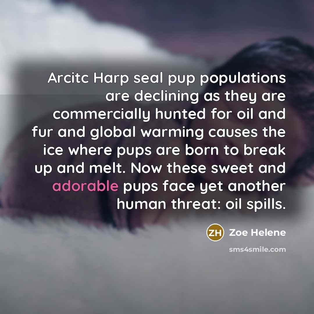 “Arcitc Harp seal pup populations are declining as they are…” quote by Zoe Helene