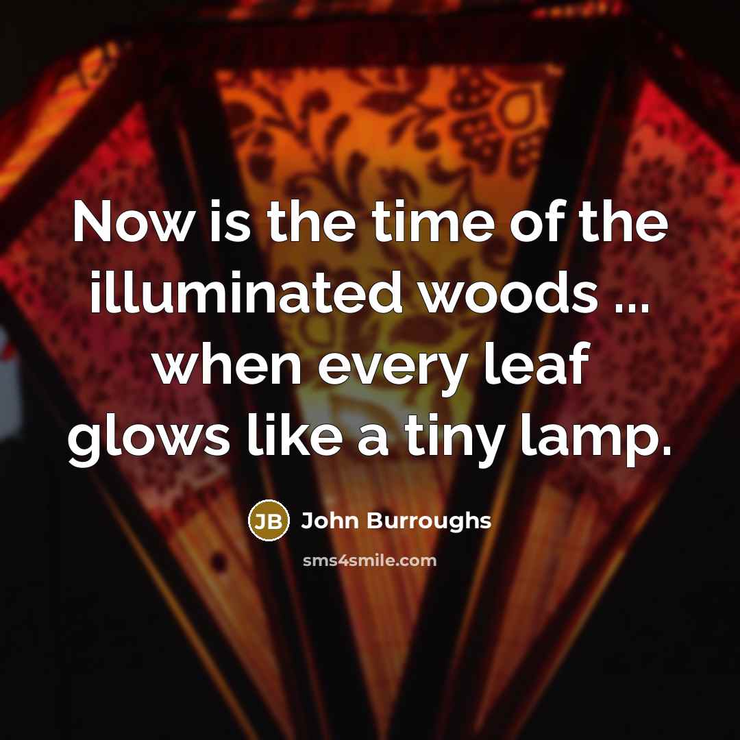 “Now is the time of the illuminated woods ... when…” quote by John Burroughs