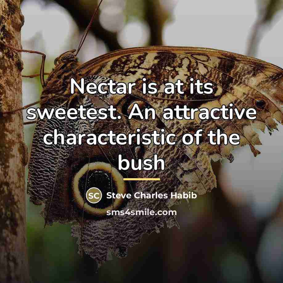 “Nectar is at its sweetest. An attractive characteristic of the…” quote by Steve Charles Habib