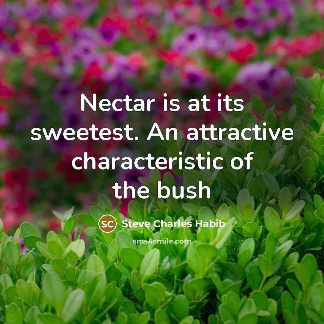 “Nectar is at its sweetest. An attractive characteristic of the bush” quote by Steve Charles Habib