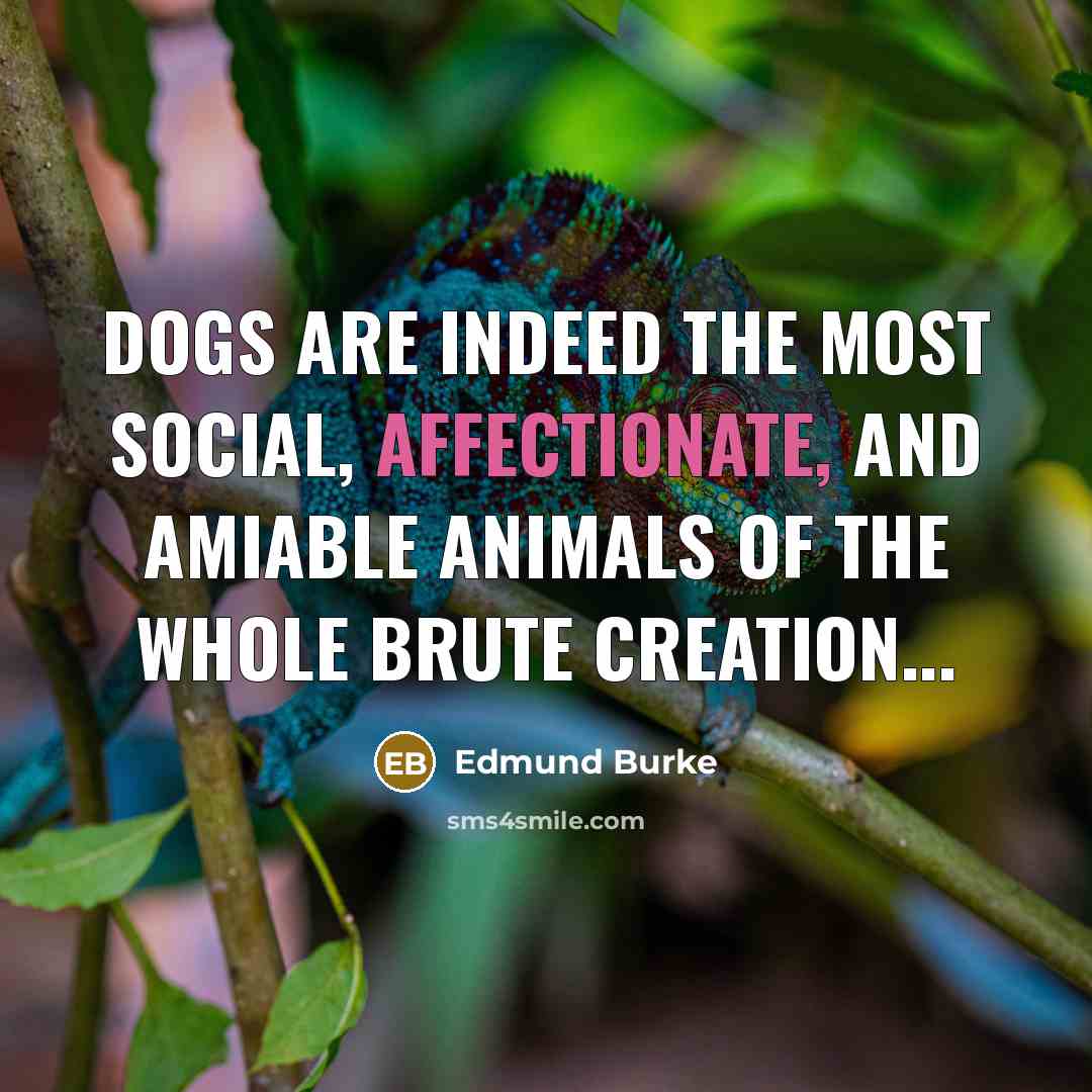 “Dogs are indeed the most social, affectionate, and amiable animals…” quote by Edmund Burke