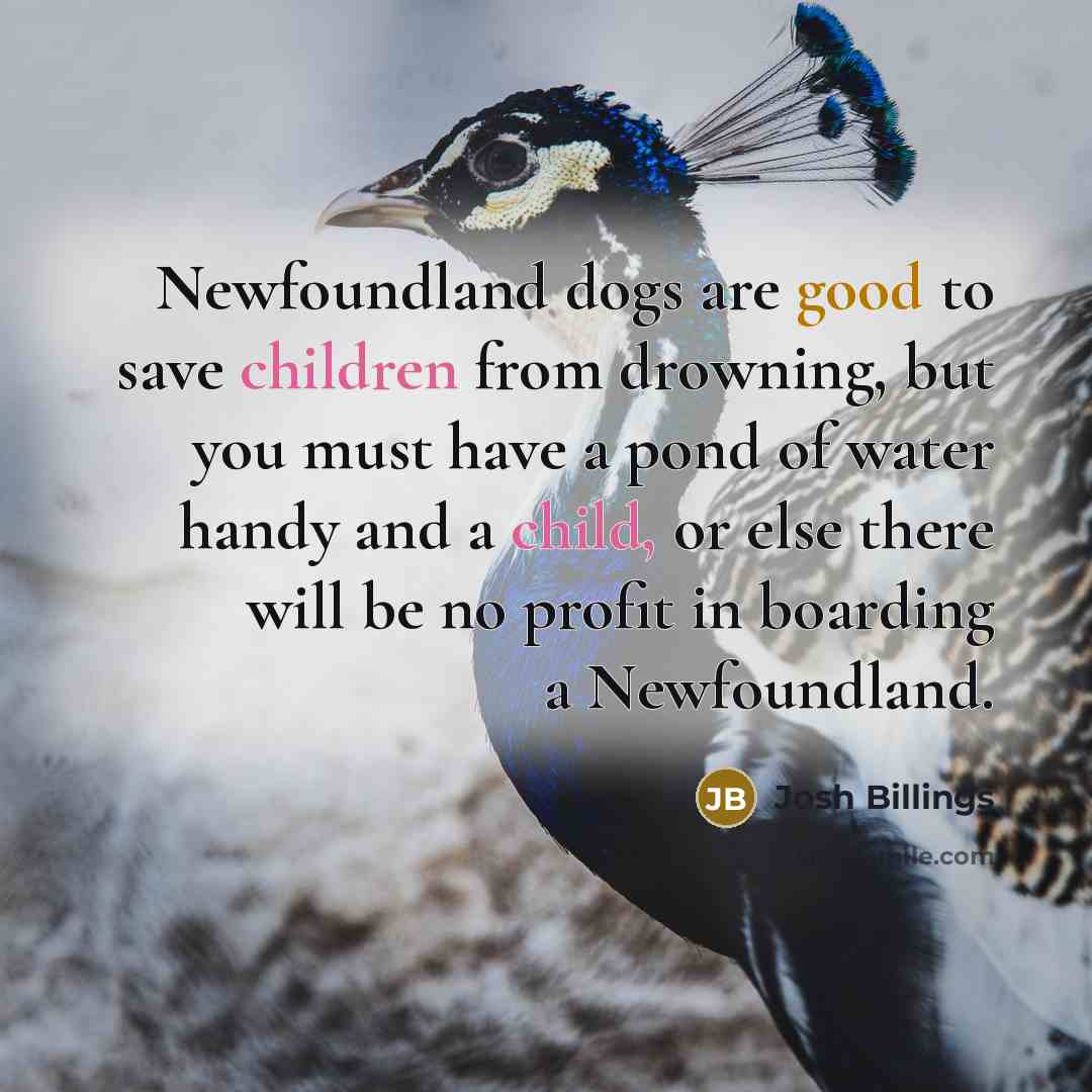 “Newfoundland dogs are good to save children from drowning, but you must have a pond of water handy and a child, or else there will be no profit in boarding a Newfoundland.” quote by Josh Billings
