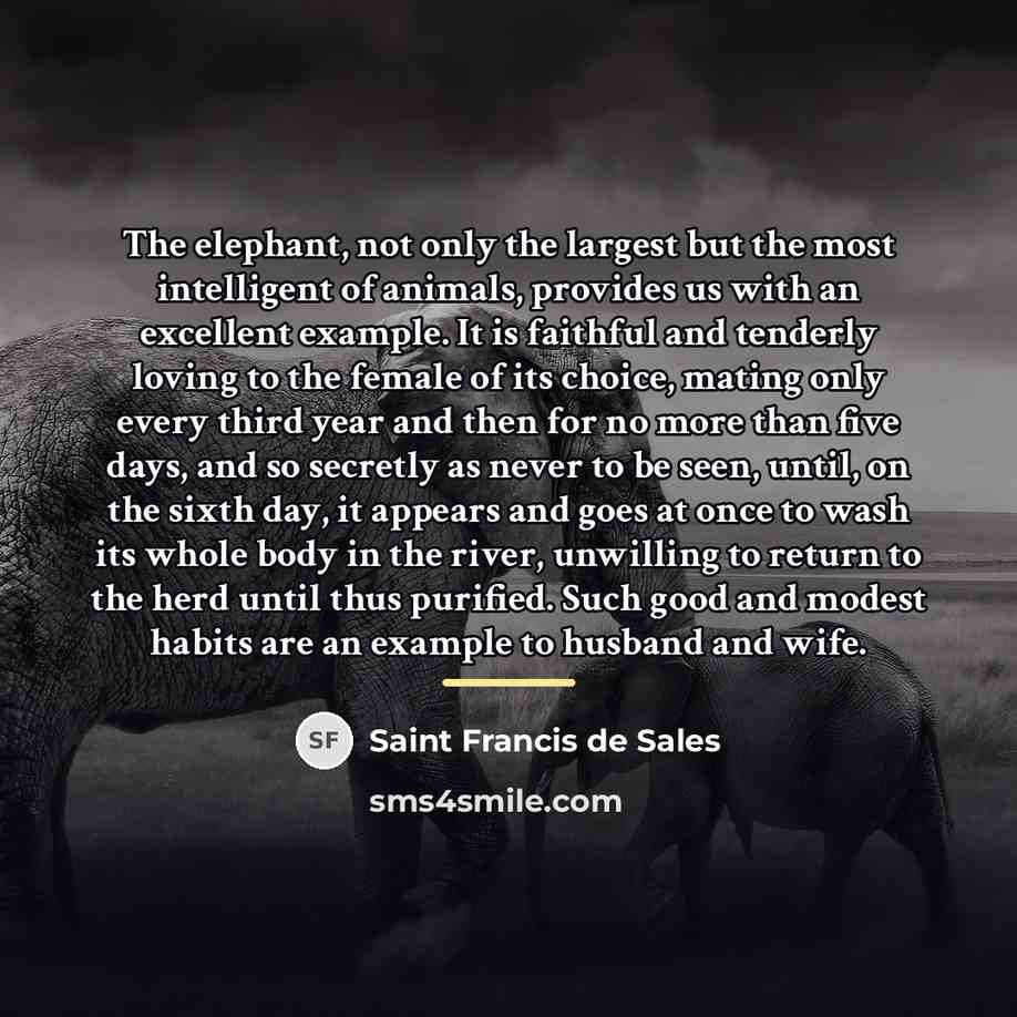 “The elephant, not only the largest but the most intelligent…” quote by Saint Francis de Sales