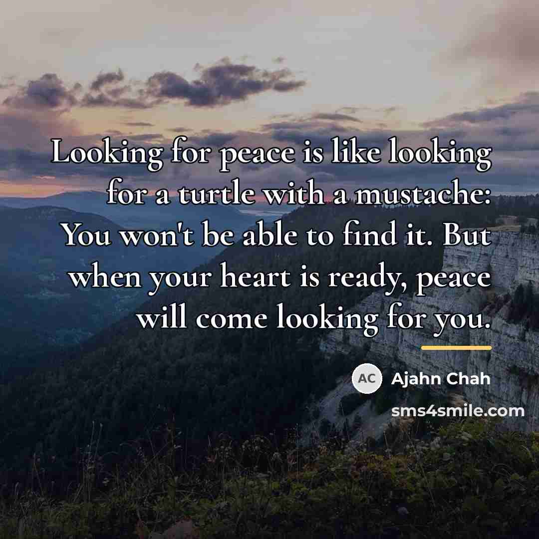 “Looking for peace is like looking for a turtle with…” quote by Ajahn Chah