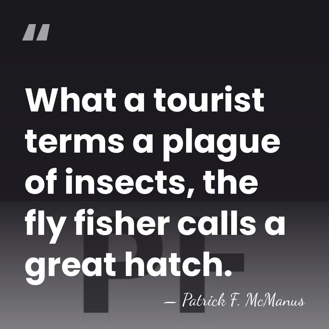 What a tourist terms a plague of insects, the fly fisher calls&hellip; - Patrick F. McManus