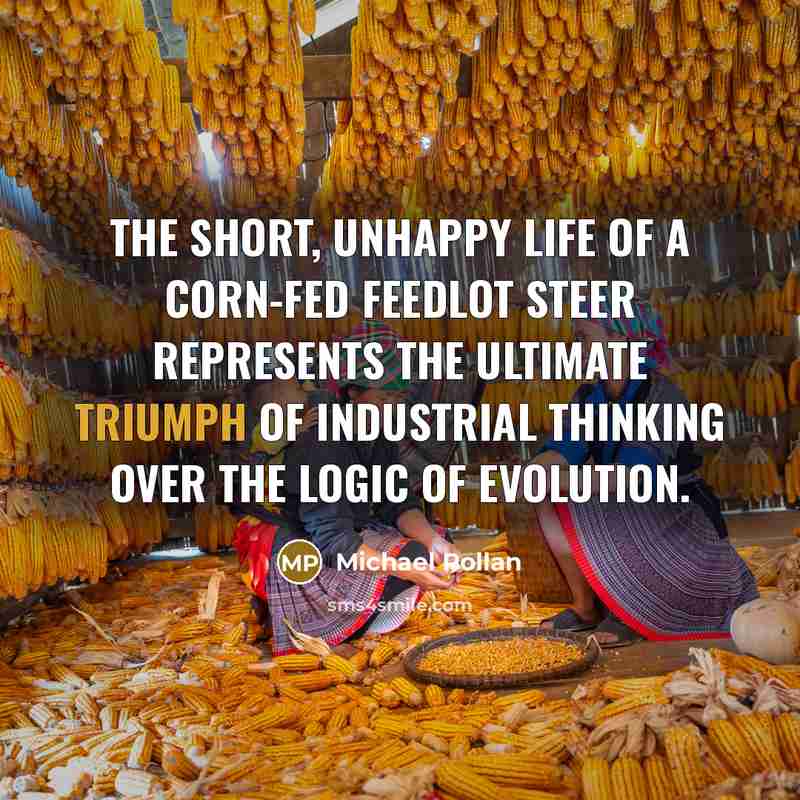 “The short, unhappy life of a corn-fed feedlot steer represents…” quote by Michael Pollan