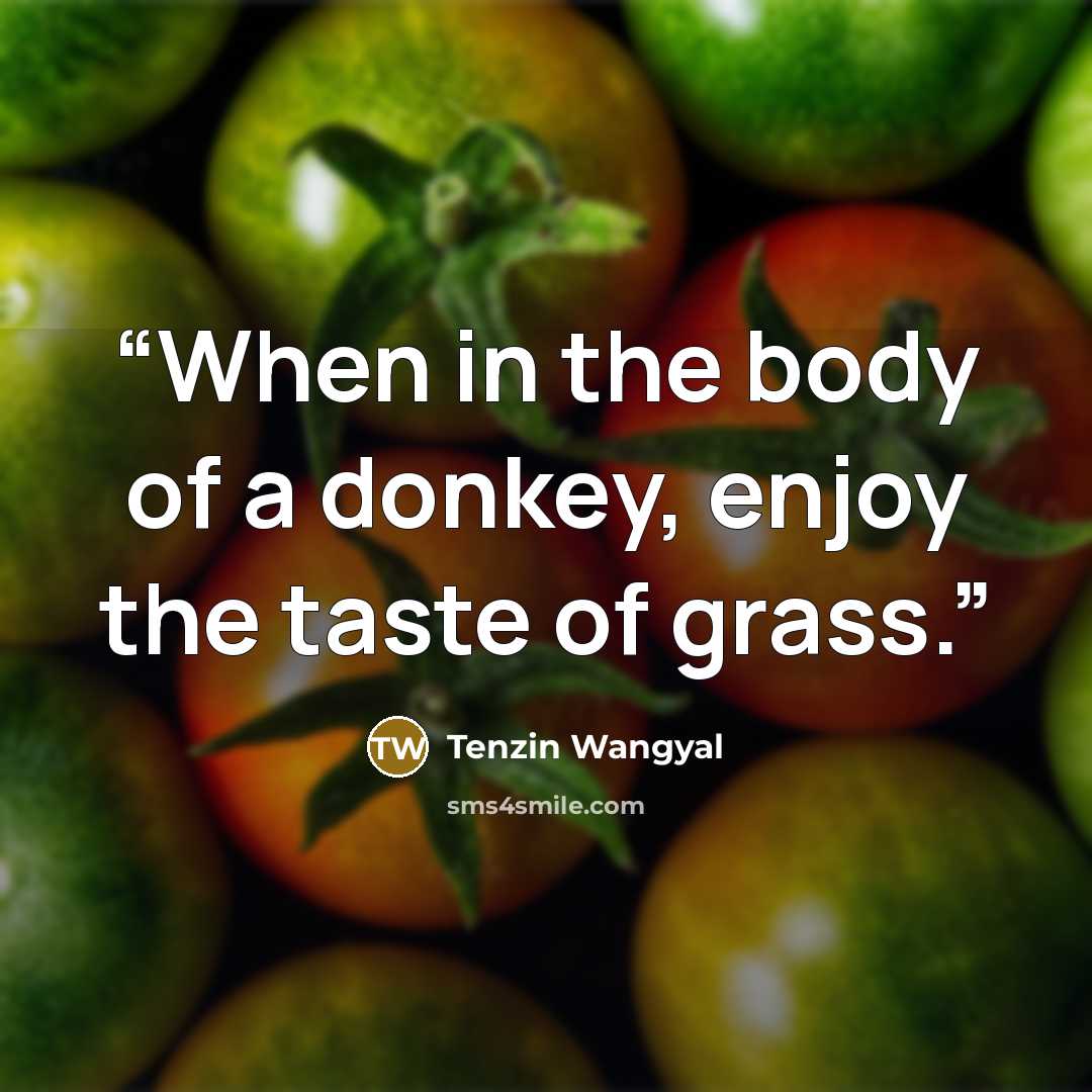 “When in the body of a donkey, enjoy the taste of grass.” quote by Tenzin Wangyal