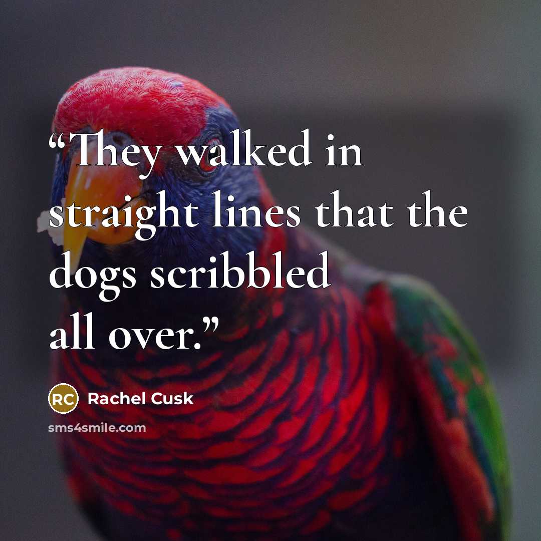 “They walked in straight lines that the dogs scribbled all over.” quote by Rachel Cusk