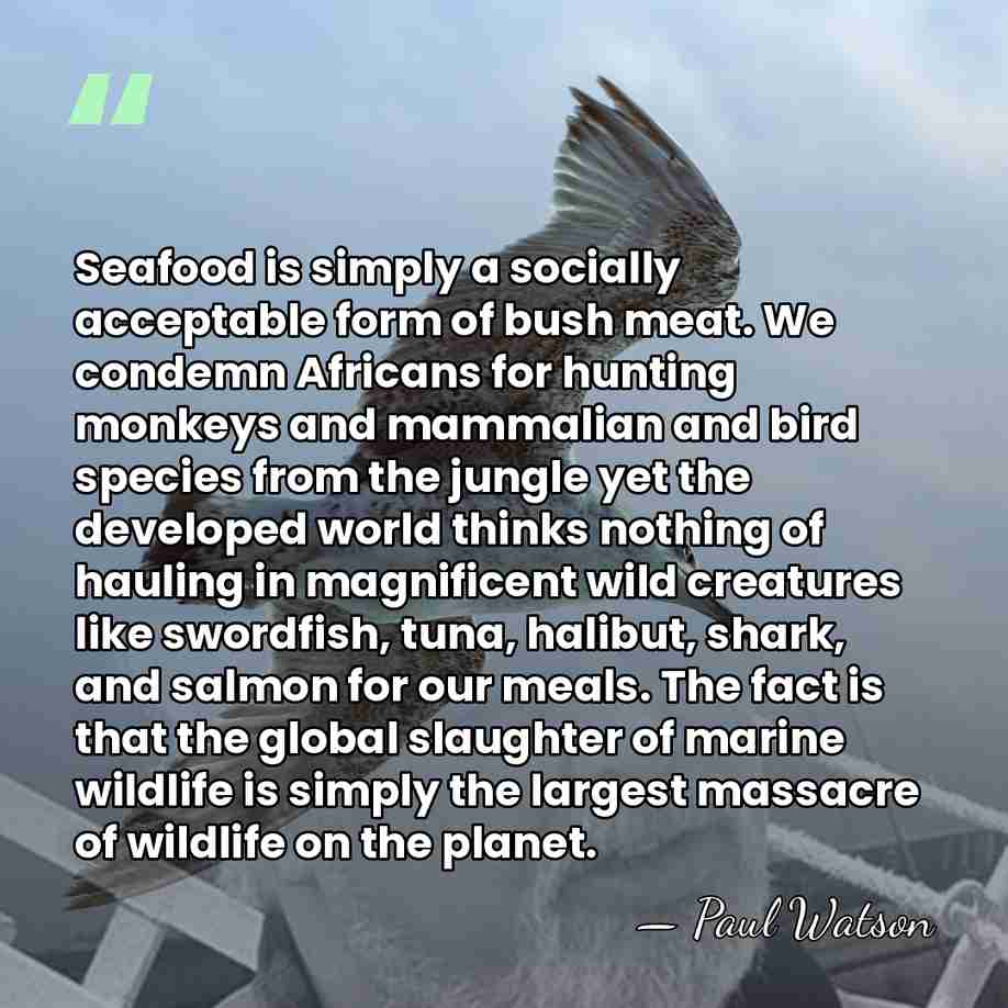 Seafood is simply a socially acceptable form of bush meat. We condemn&hellip; - Paul Watson