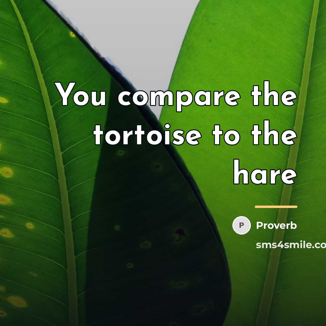 “You compare the tortoise to the hare…” quote by Proverb