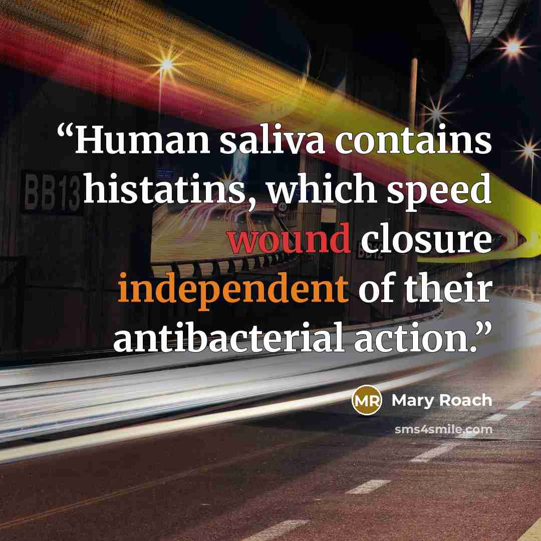 “Human saliva contains histatins, which speed wound closure independent of their antibacterial action.” quote by Mary Roach