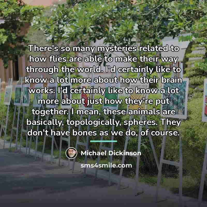 “There's so many mysteries related to how flies are able…” quote by Michael Dickinson