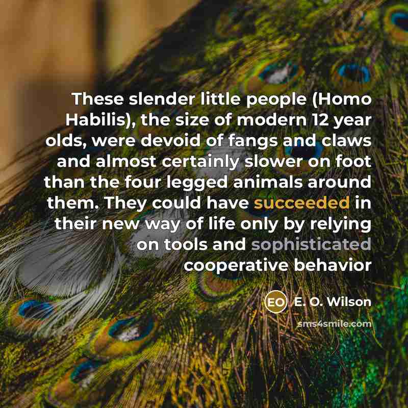 “These slender little people (Homo Habilis), the size of modern…” quote by E. O. Wilson