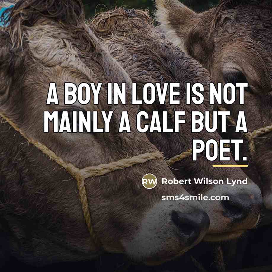 “A boy in love is not mainly a calf but…” quote by Robert Wilson Lynd