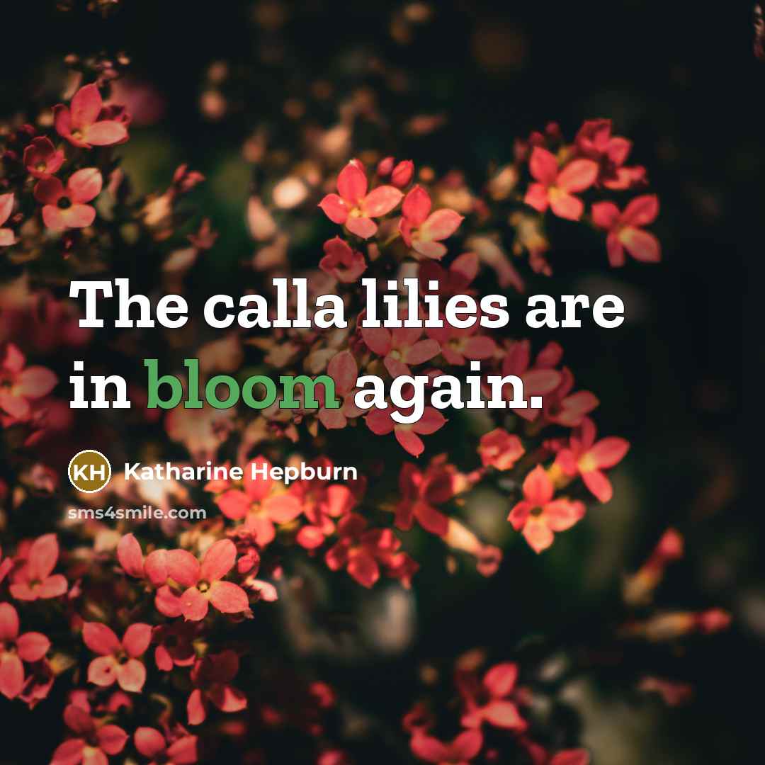 “The calla lilies are in bloom again.…” quote by Katharine Hepburn
