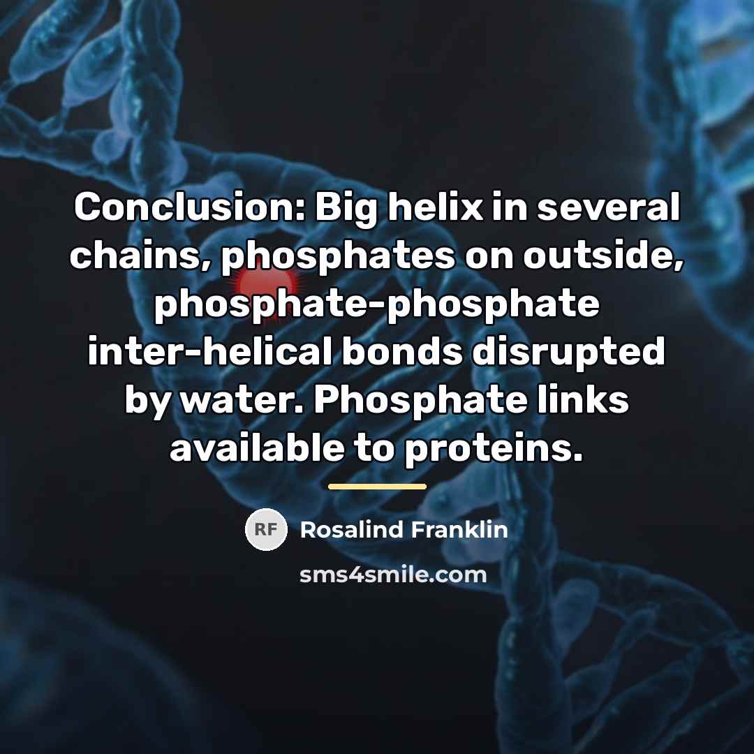 “Conclusion: Big helix in several chains, phosphates on outside, phosphate-phosphate…” quote by Rosalind Franklin
