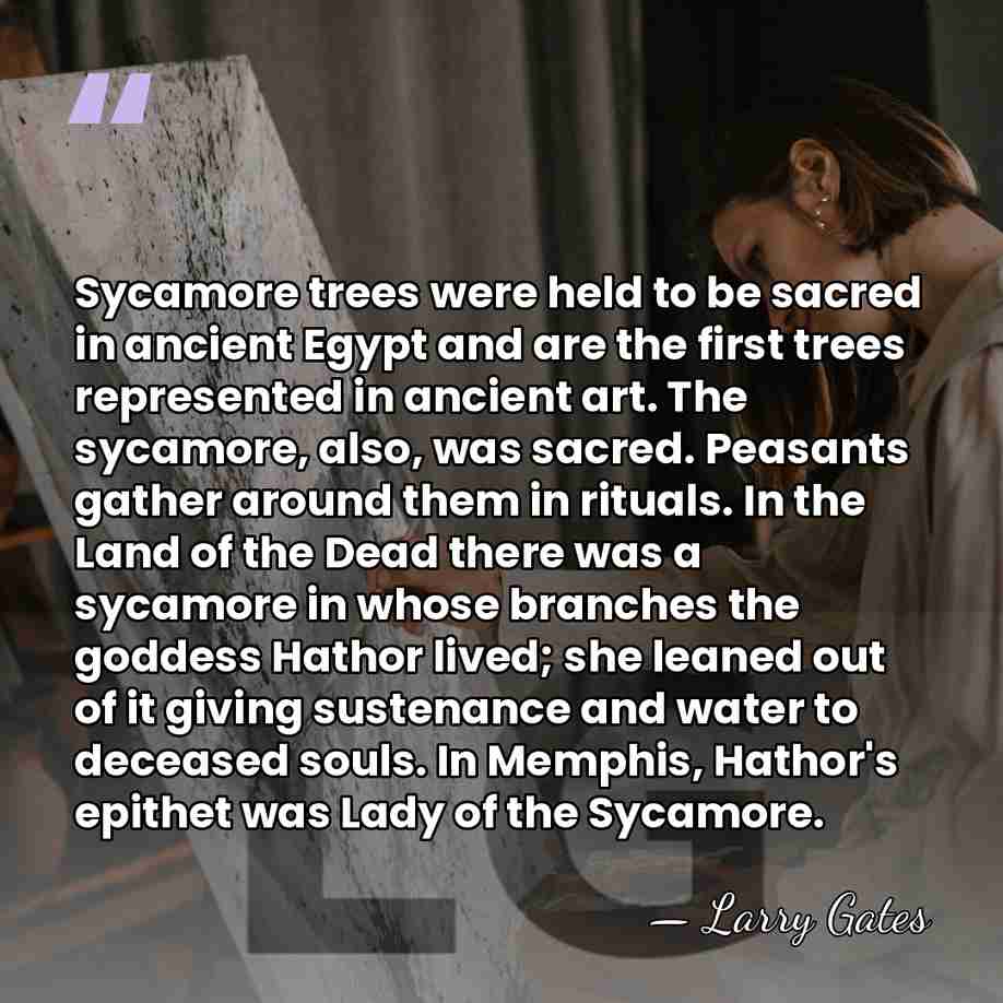 Sycamore trees were held to be sacred in ancient Egypt and are&hellip; - Larry Gates