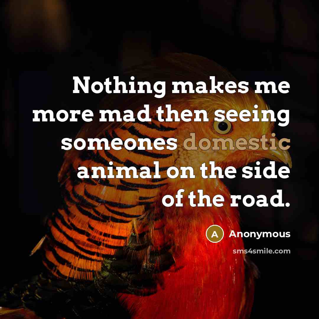 “Nothing makes me more mad then seeing someones domestic animal on the side of the road.” quote by Anonymous