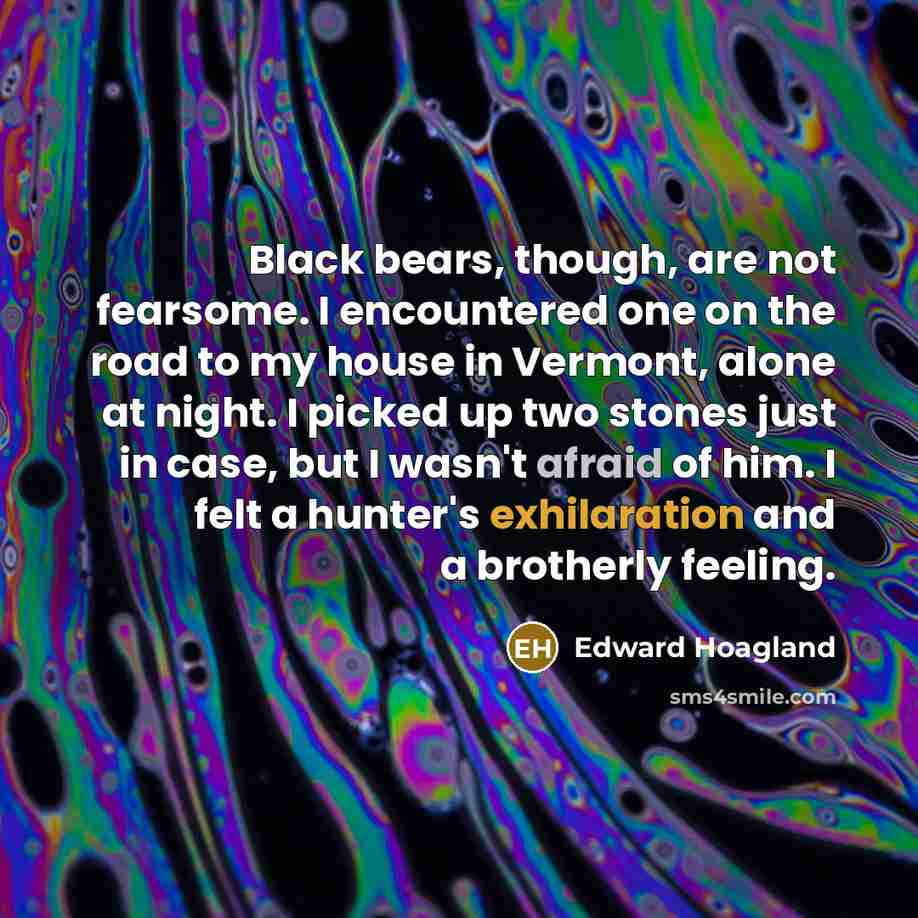 “Black bears, though, are not fearsome. I encountered one on the road to my house in Vermont, alone at night. I picked up two stones just in case, but I wasn't afraid of him. I felt a hunter's exhilaration and a brotherly feeling.” quote by Edward Hoagland