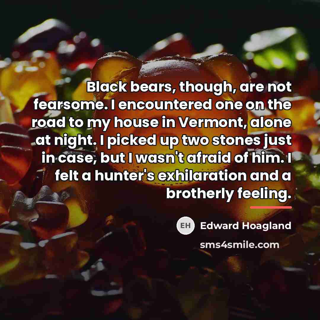 “Black bears, though, are not fearsome. I encountered one on…” quote by Edward Hoagland