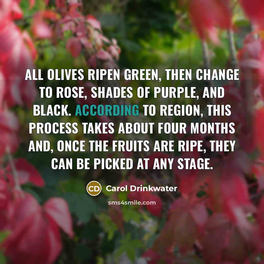 “All olives ripen green, then change to rose, shades of…” quote by Carol Drinkwater