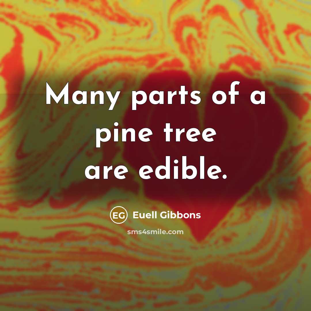 “Many parts of a pine tree are edible.” quote by Euell Gibbons