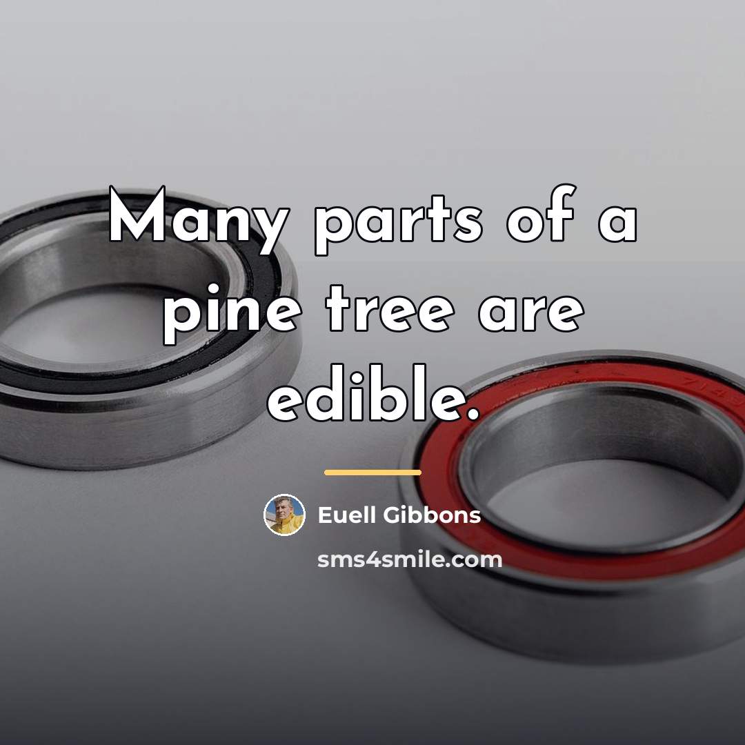 “Many parts of a pine tree are edible.…” quote by Euell Gibbons