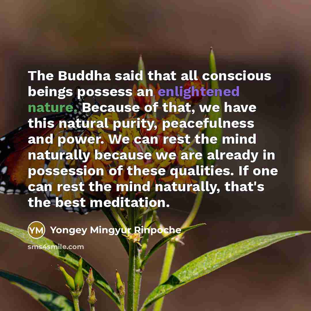 “The Buddha said that all conscious beings possess an enlightened…” quote by Yongey Mingyur Rinpoche