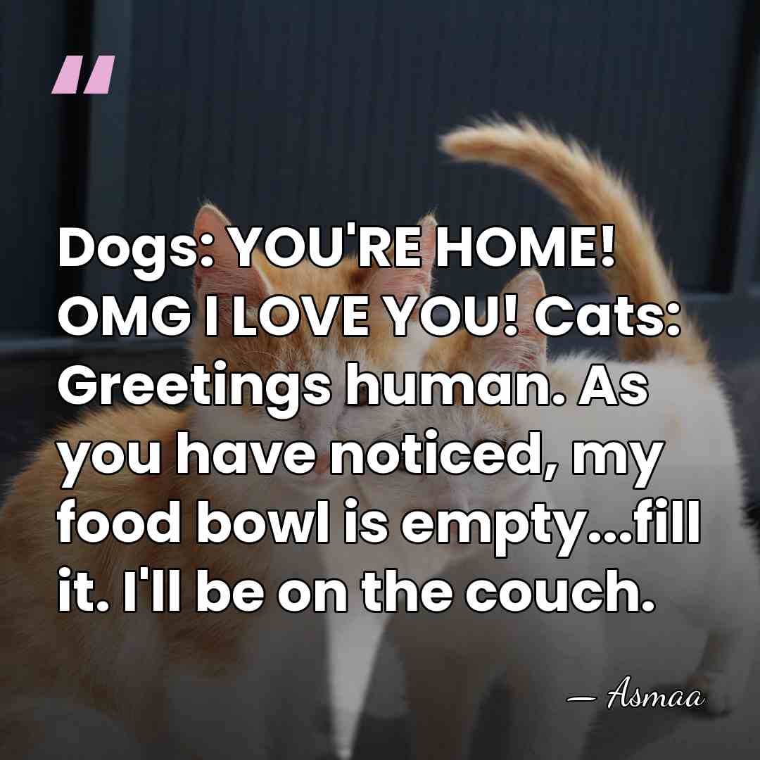 Dogs: YOU'RE HOME! OMG I LOVE YOU! Cats: Greetings human. As you&hellip; - Asmaa