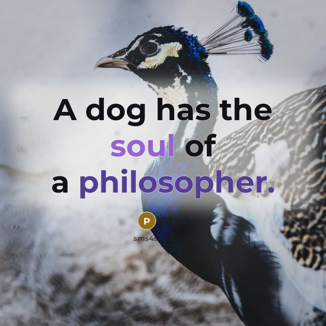 “A dog has the soul of a philosopher.…” quote by Plato