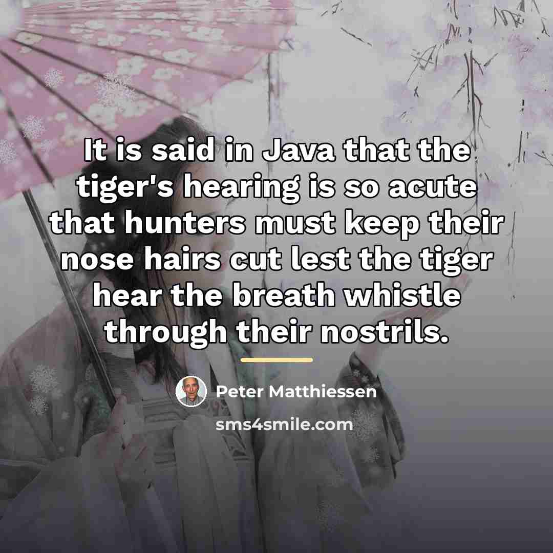 “It is said in Java that the tiger's hearing is…” quote by Peter Matthiessen