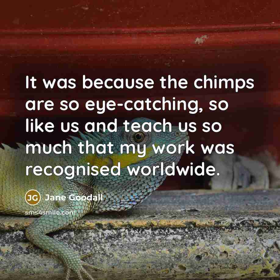 “It was because the chimps are so eye-catching, so like us and teach us so much that my work was recognised worldwide.” quote by Jane Goodall