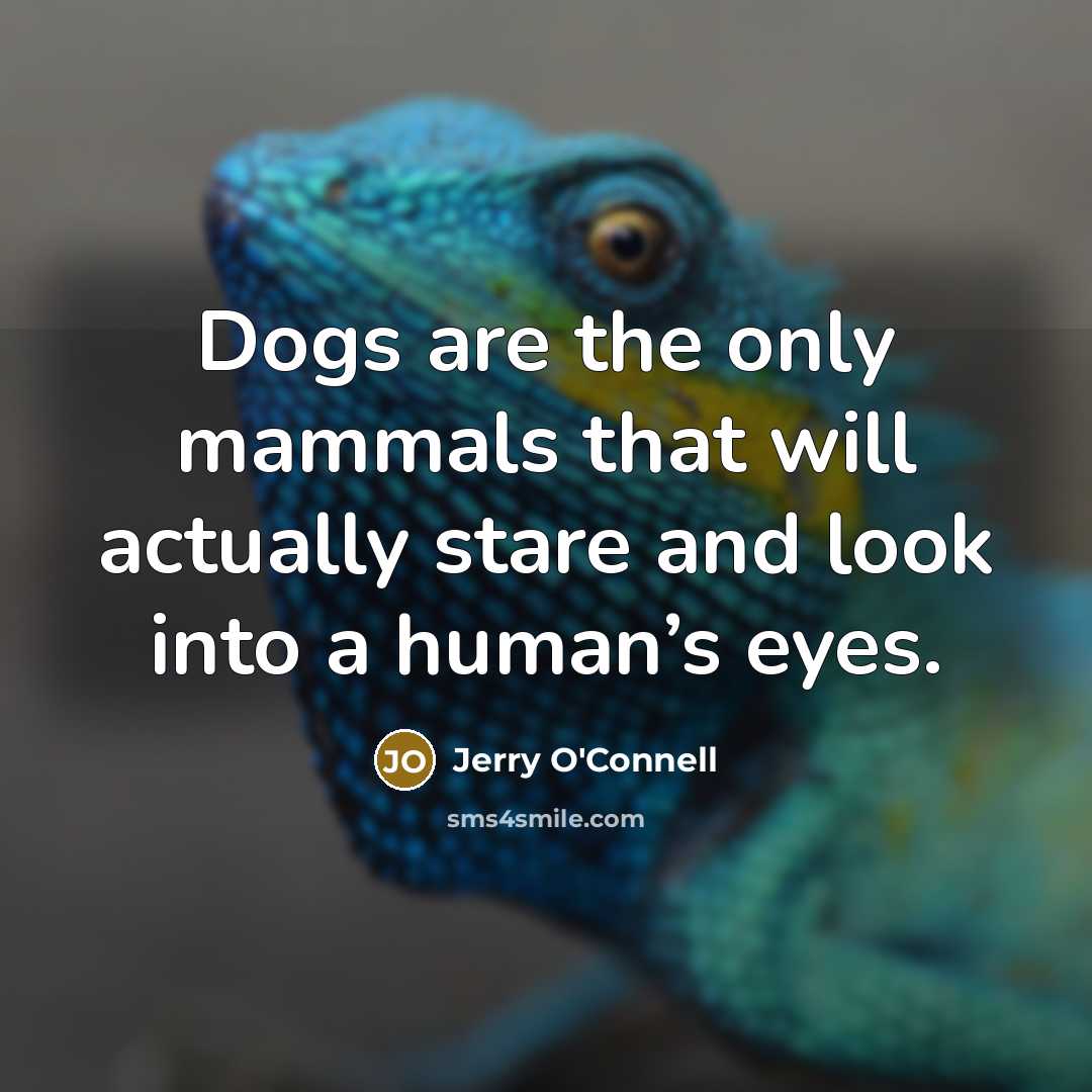 “Dogs are the only mammals that will actually stare and look into a human’s eyes.” quote by Jerry O'Connell