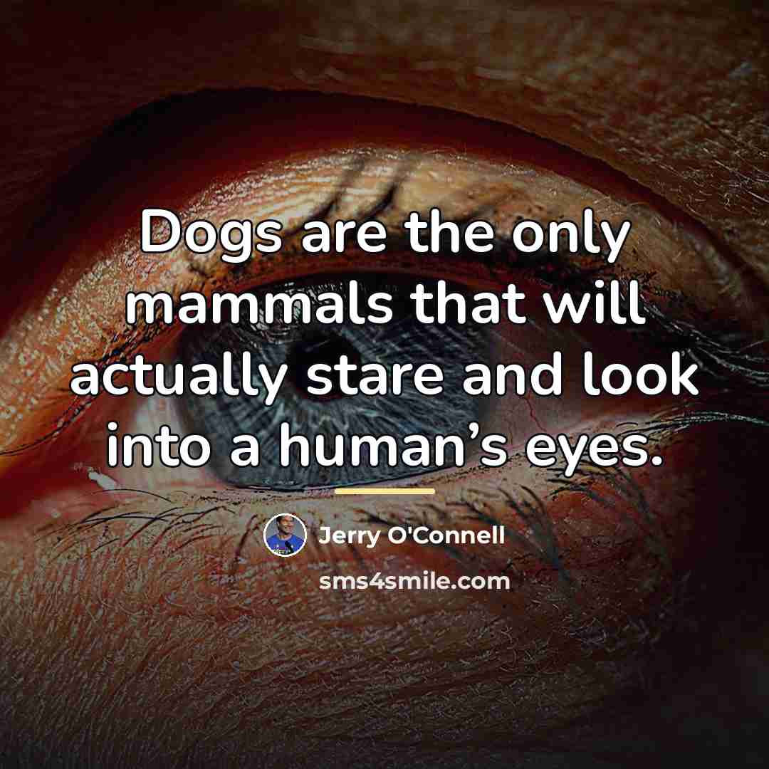 “Dogs are the only mammals that will actually stare and…” quote by Jerry O'Connell