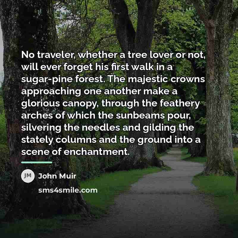 “No traveler, whether a tree lover or not, will ever…” quote by John Muir