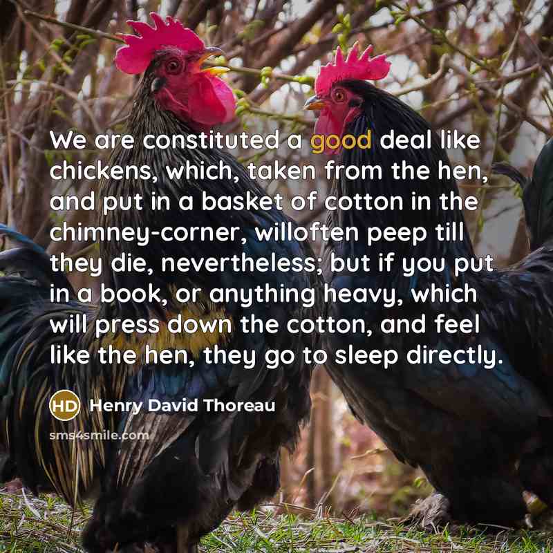 “We are constituted a good deal like chickens, which, taken…” quote by Henry David Thoreau