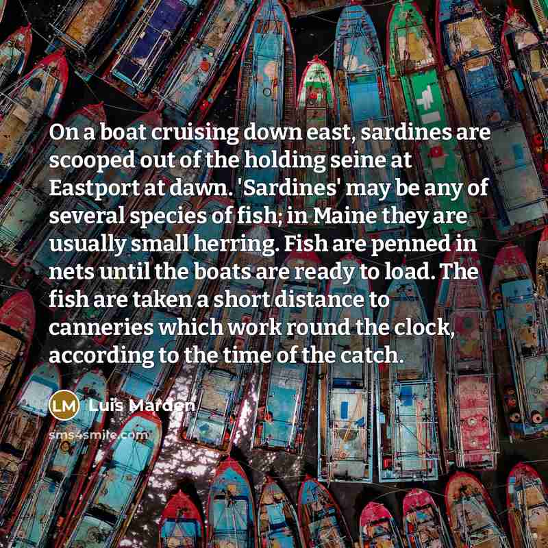 “On a boat cruising down east, sardines are scooped out…” quote by Luis Marden