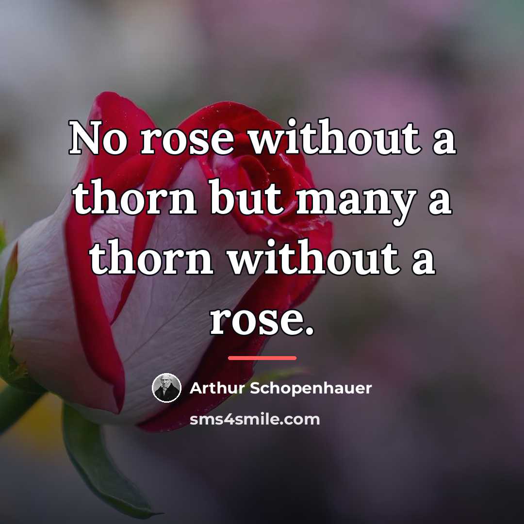 “No rose without a thorn but many a thorn without…” quote by Arthur Schopenhauer