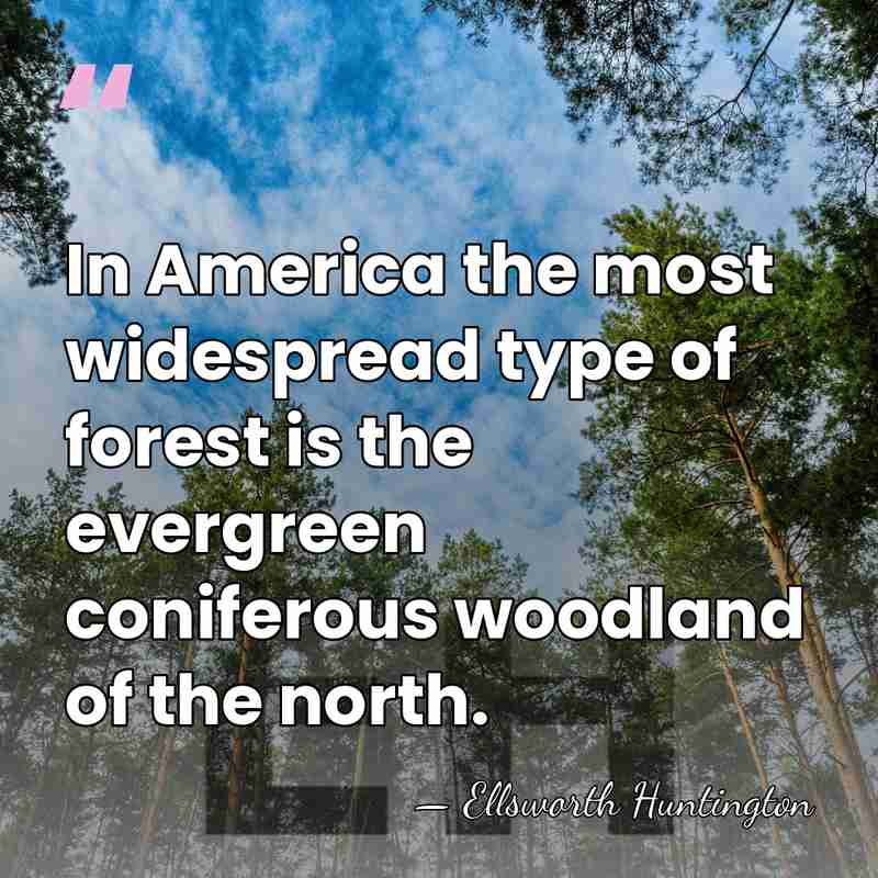 In America the most widespread type of forest is the evergreen coniferous&hellip; - Ellsworth Huntington