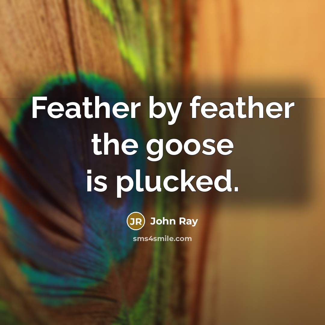 “Feather by feather the goose is plucked.” quote by John Ray