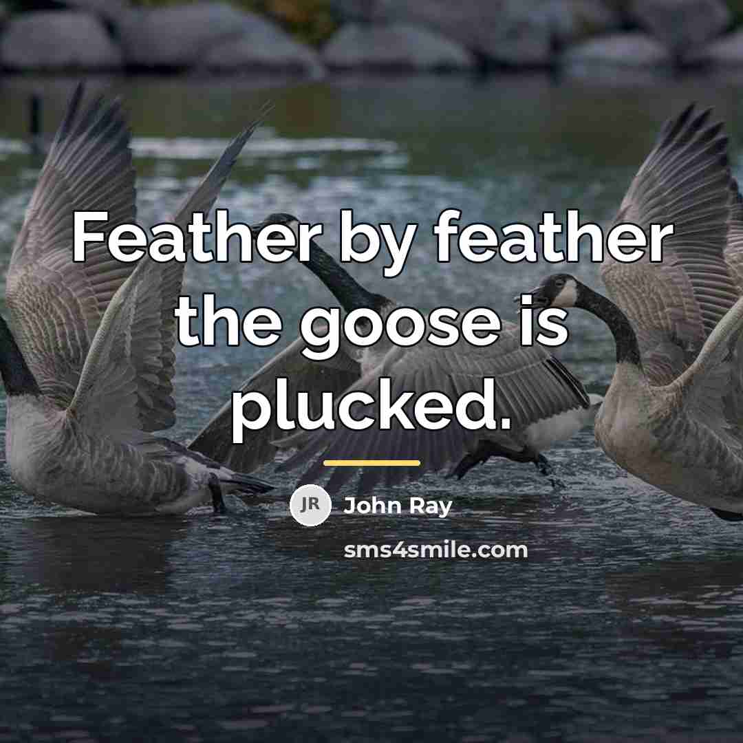 “Feather by feather the goose is plucked.…” quote by John Ray