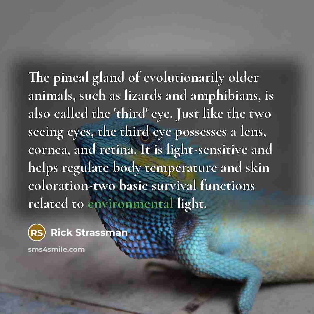 “The pineal gland of evolutionarily older animals, such as lizards…” quote by Rick Strassman