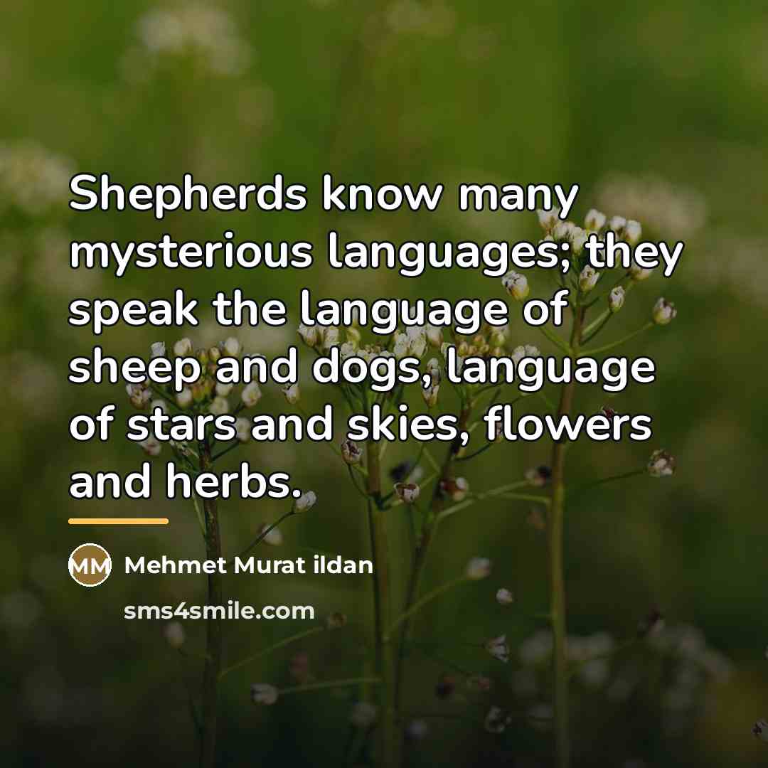 “Shepherds know many mysterious languages; they speak the language of…” quote by Mehmet Murat Ildan