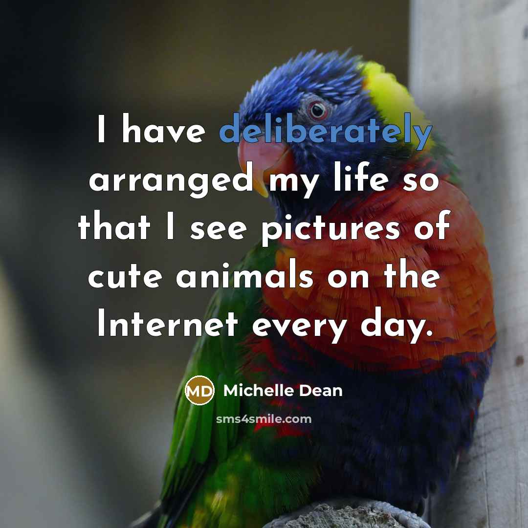 “I have deliberately arranged my life so that I see pictures of cute animals on the Internet every day.” quote by Michelle Dean