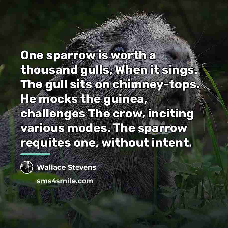 “One sparrow is worth a thousand gulls, When it sings.…” quote by Wallace Stevens