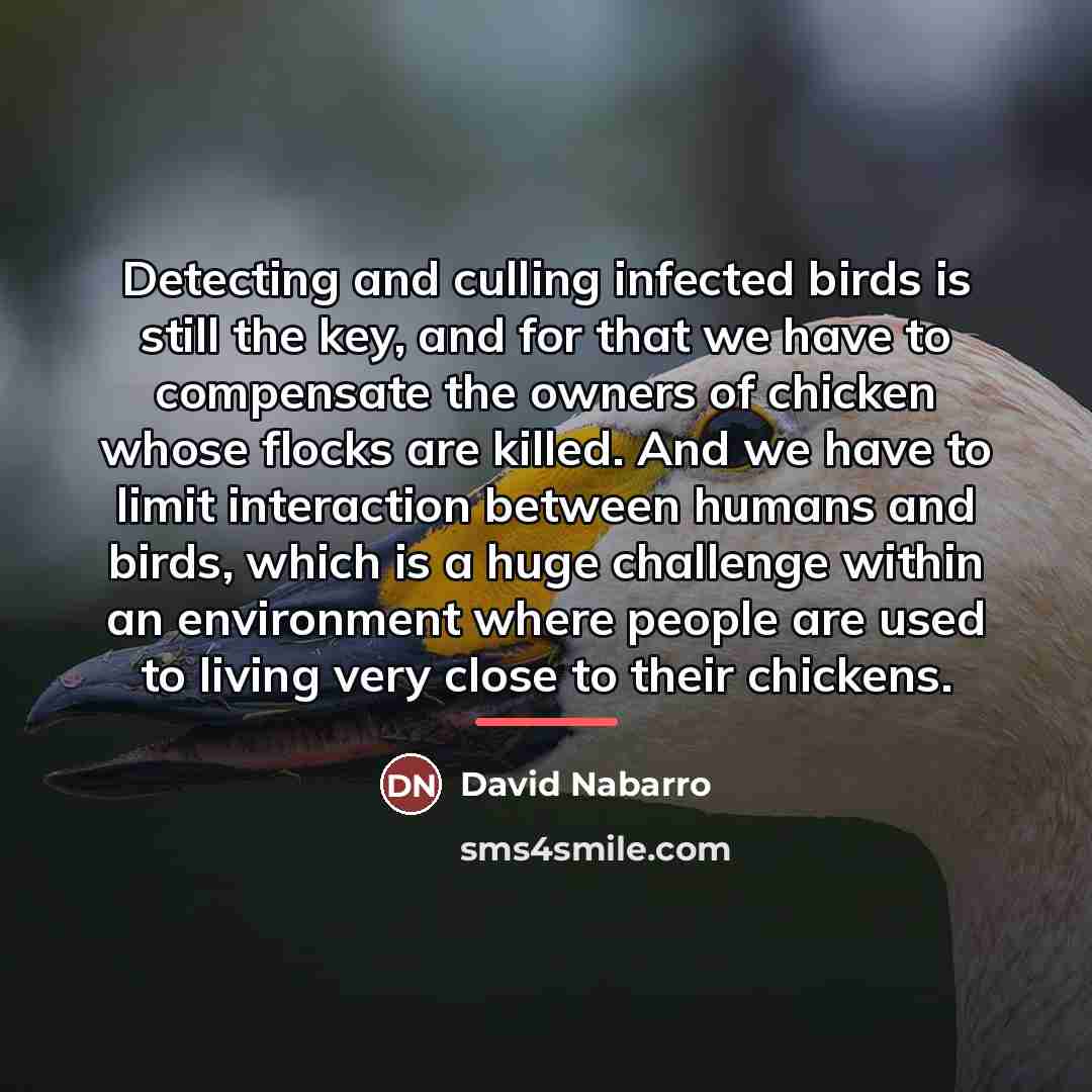 “Detecting and culling infected birds is still the key, and…” quote by David Nabarro